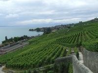 Lavaux, Vineyard Terraces by john booth
