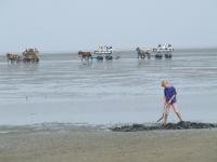 Wadden Sea by john booth