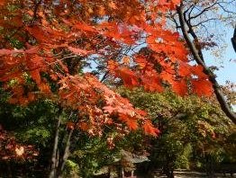 Changdeokgung Palace Complex by Ian Cade