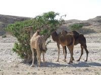 Land of Frankincense by john booth