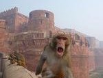 Agra Fort by Clyde