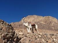 Saint Catherine Area by Clyde