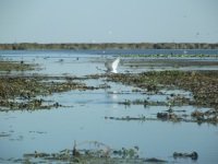 Danube Delta by john booth