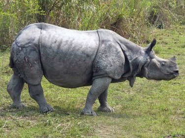 Kaziranga National Park by Solivagant