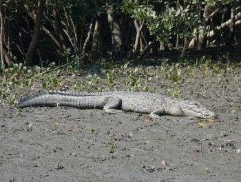 Sundarbans National Park by Solivagant