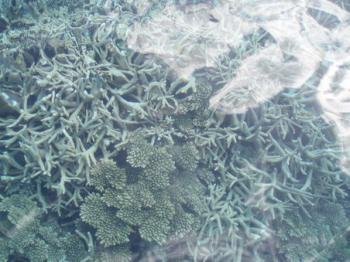 Great Barrier Reef by Mirjam L.