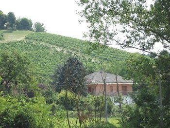 Vineyard Landscape of Piedmont by john booth