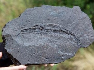 Messel Pit by Michael Turtle