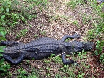 Everglades by Klaus Freisinger
