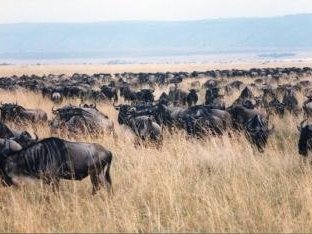 The Maasai Mara by Michael Novins