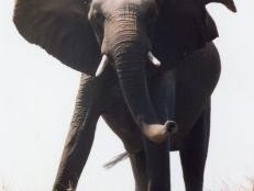 Chobe Linyanti System by Michael Novins