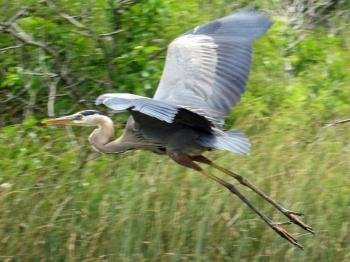 Everglades by Jay T