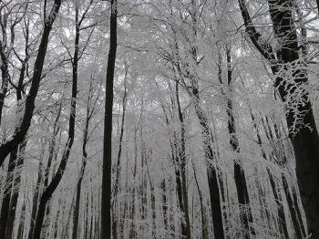 Primeval Beech Forests by Ian Cade