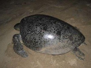 Ecosystèmes Marins de l'Archipel des Comores by Michael Novins