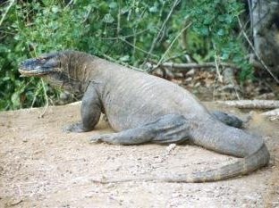 Komodo National Park by Michael Novins
