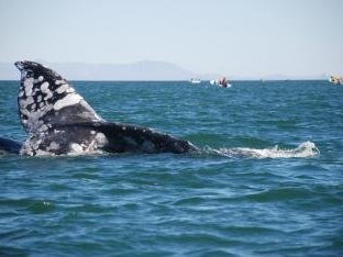 Whale Sanctuary of El Vizcaino by Michael Novins