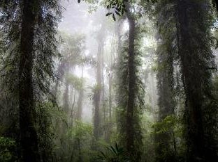 Gondwana Rainforests by Michael Turtle