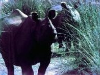 Chitwan National Park by Solivagant