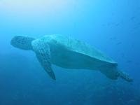 Great Barrier Reef by Ben Pastore