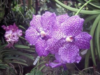 Singapore Botanic Gardens by Jay T