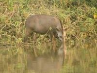 Pantanal by Solivagant