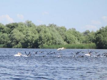 Danube Delta by Tsunami