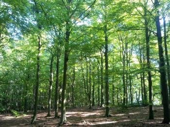 Primeval Beech Forests by Tsunami