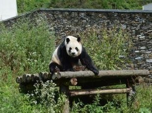 Sichuan Giant Panda Sanctuaries by Michael Novins