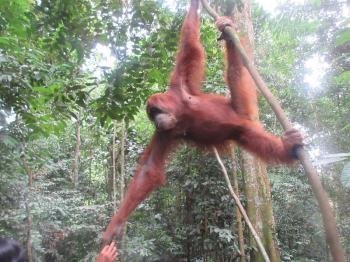 Tropical Rainforest Sumatra by Wojciech Fedoruk