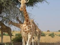 Zone Giraphe by Michael Novins