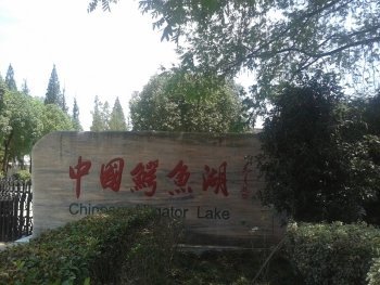 The Alligator Sinensis Nature Reserve by Zoë Sheng