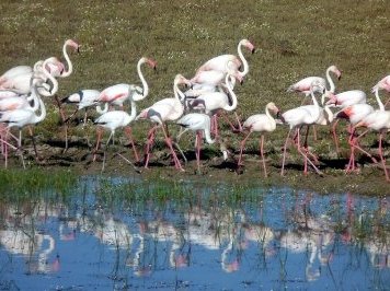 Donana National Park by Solivagant