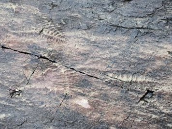 Mistaken Point by Randi Thomsen