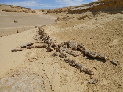 Wadi Al-Hitan by Michael anak Kenyalang