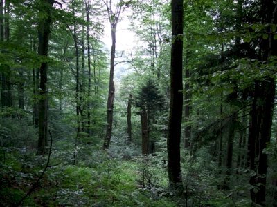 Primeval Beech Forests by Matejicek