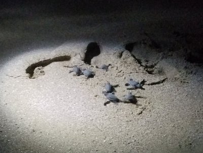 Ras al Had Turtle Reserve and Ras al Jinz by Zoë Sheng