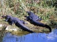 Everglades by Solivagant
