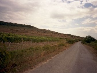 Tokaj Wine Region by Matejicek