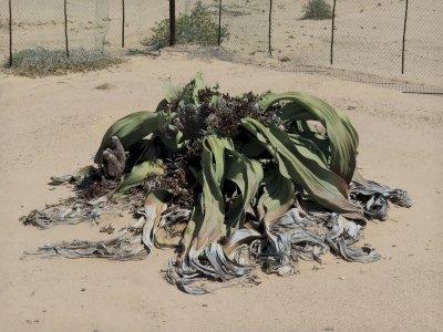 Welwitschia Plains by Zoë Sheng