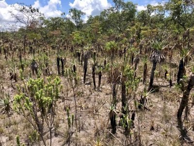 Cerrado Protected Areas by Stanislaw Warwas