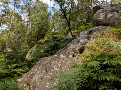 Domaine de Fontainebleau by Grendel Gongan