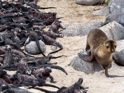 Galapagos Islands by Tonisan