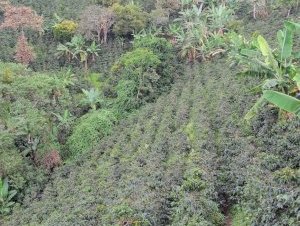Coffee Cultural Landscape by Ammon Watkins