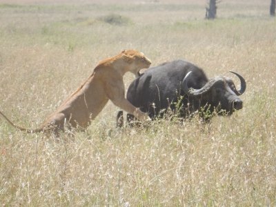 Serengeti by Squiffy