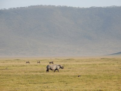 Ngorongoro by Squiffy