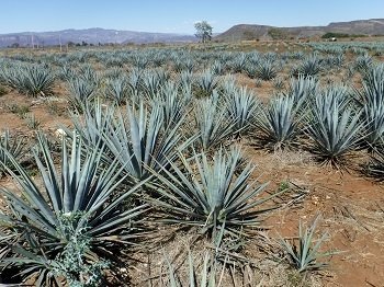 Tequila by Frédéric M