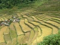 Rice Terraces of the Philippine Cordilleras by Ivan ManDy