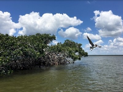 Everglades by Ian Cade