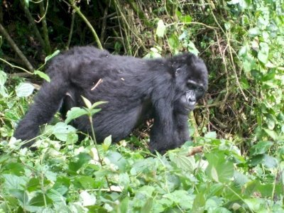 Bwindi Impenetrable National Park by Squiffy