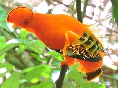 Central Suriname Nature Reserve by Michael Ayers